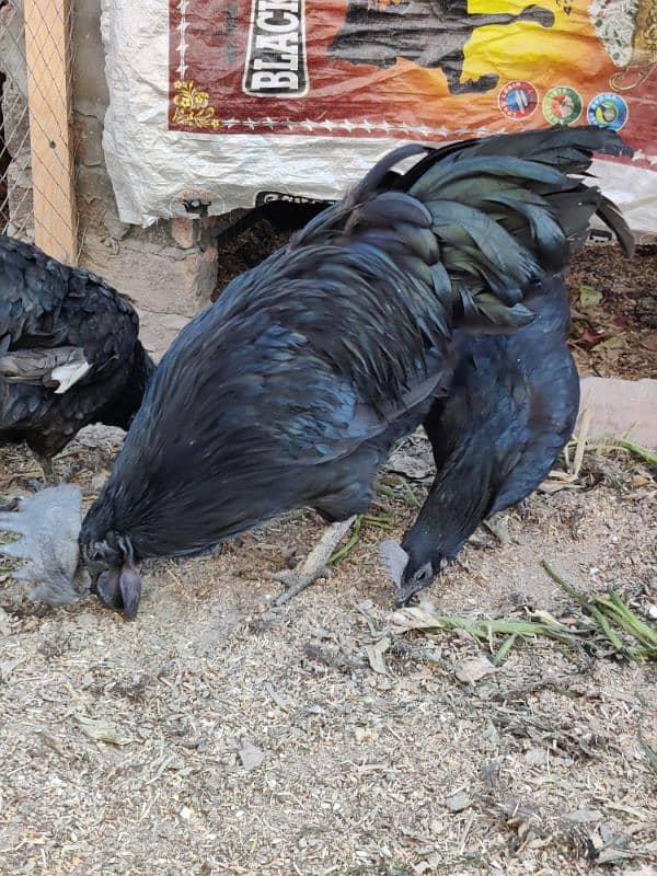 4 Hens and 1 Cock Ayam Cemani for sale. 3