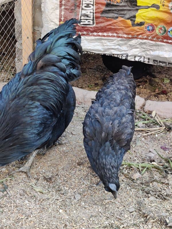 4 Hens and 1 Cock Ayam Cemani for sale. 4