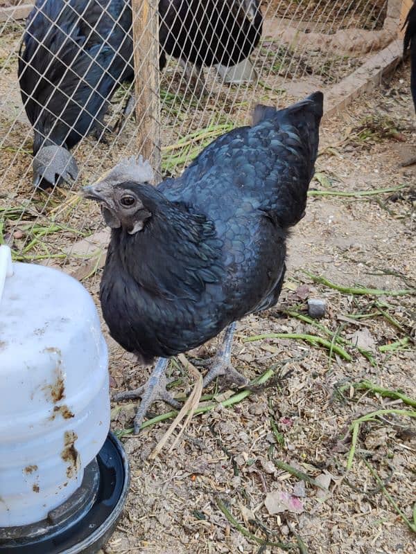 4 Hens and 1 Cock Ayam Cemani for sale. 5