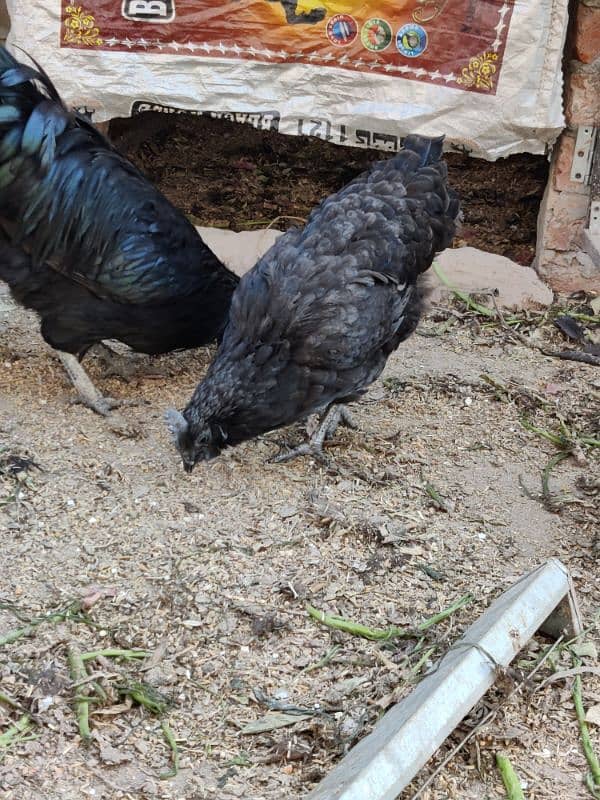 4 Hens and 1 Cock Ayam Cemani for sale. 6