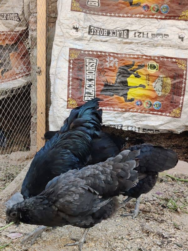 4 Hens and 1 Cock Ayam Cemani for sale. 7