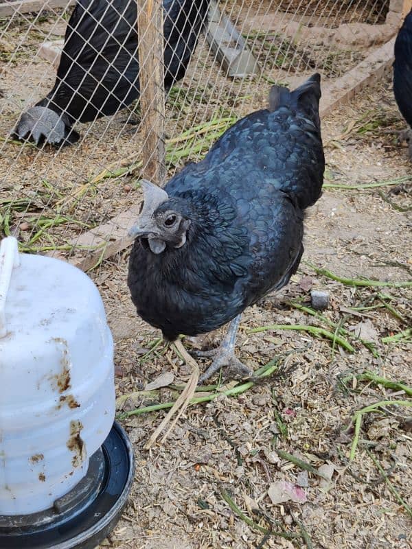 4 Hens and 1 Cock Ayam Cemani for sale. 8