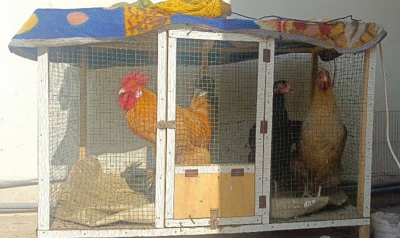 1 rooster and 3 hens with cage 0