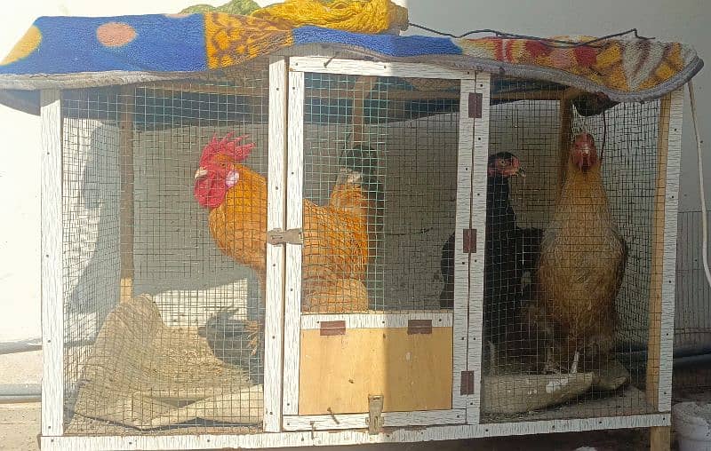 1 rooster and 3 hens with cage 1