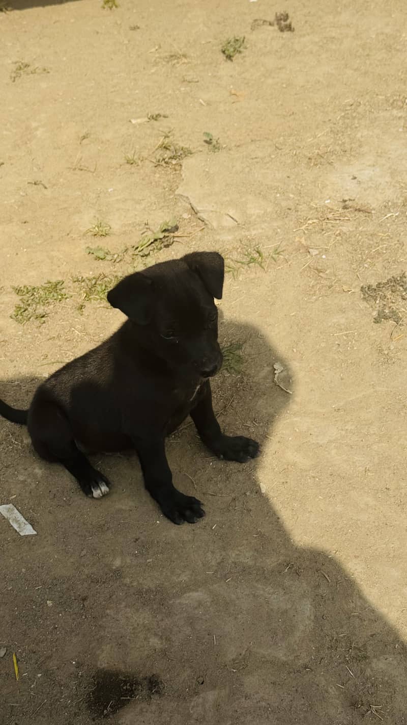 Labrador black 1