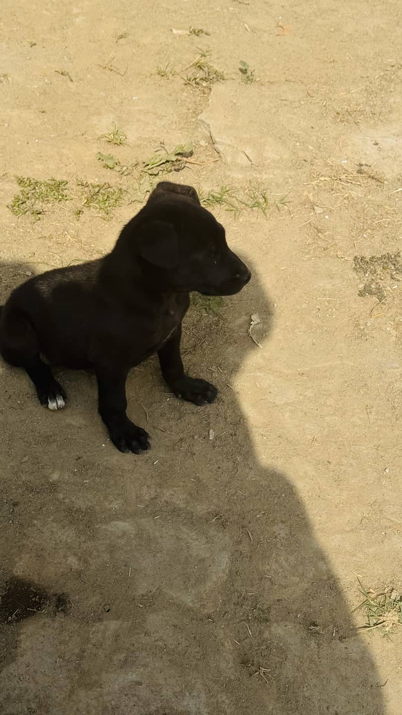 Labrador black 2