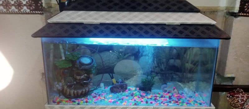 Fish Aquarium for sale 3