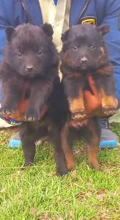 Dogs / German Shepherd / german shepherd / shepherd dog