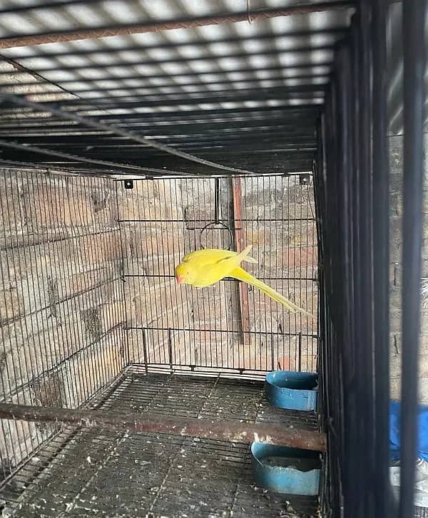 yellow female parrot 0