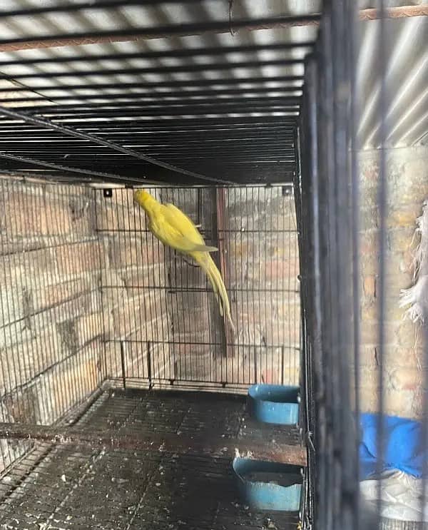 yellow female parrot 1