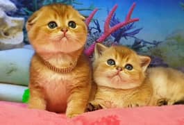 Imported scottish Fold Kittens