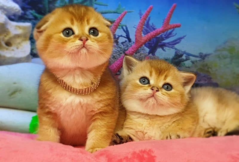 Imported scottish Fold Kittens 0