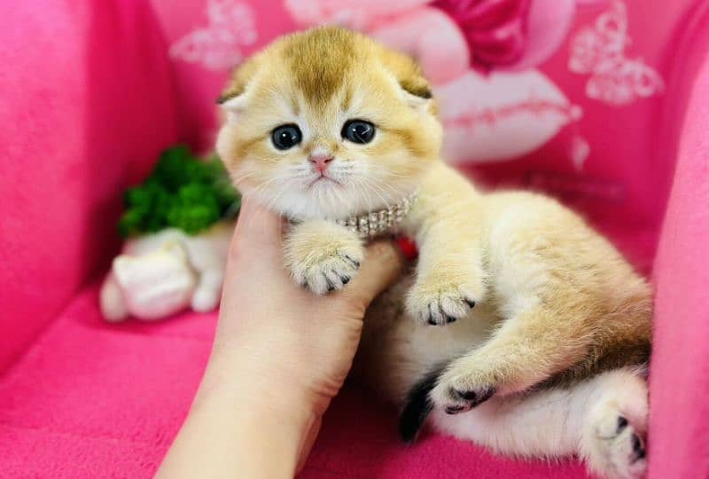 Imported scottish Fold Kittens 2