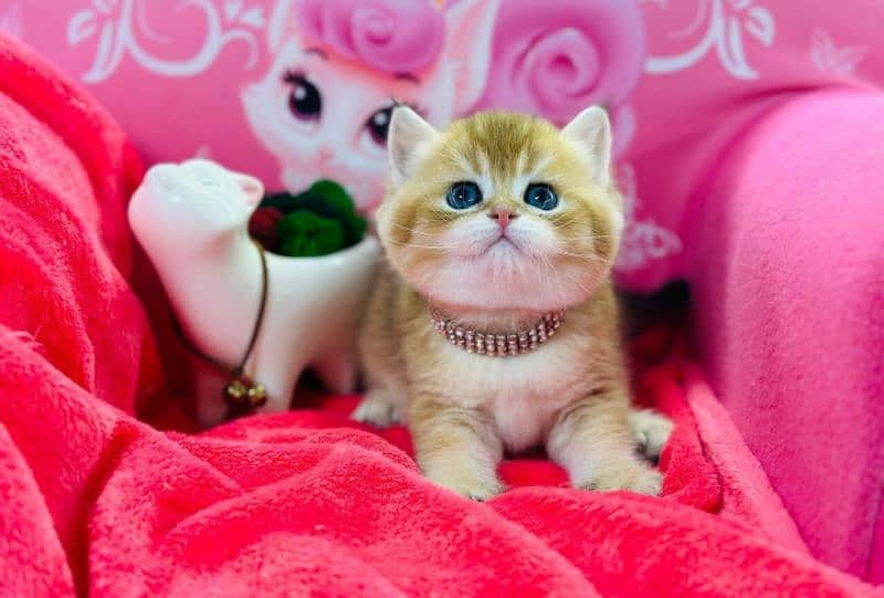 Imported scottish Fold Kittens 3