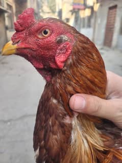 Pakistani Aseel breeder male for sale