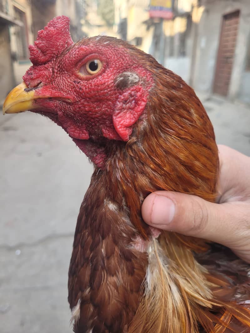 Pakistani Aseel breeder male for sale 0