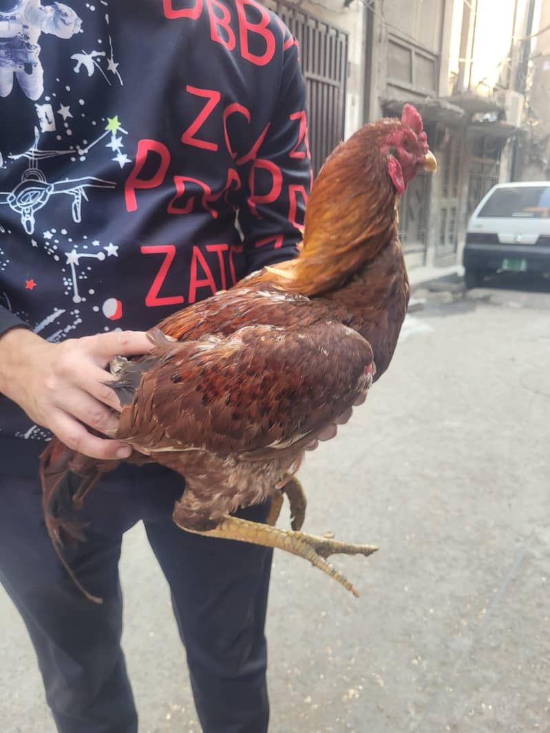 Pakistani Aseel breeder male for sale 2