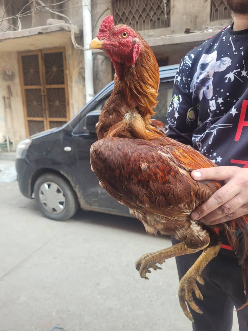 Pakistani Aseel breeder male for sale 3