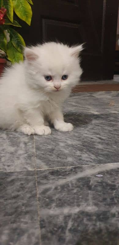 persian kitten 3