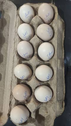 Aseel Fertile Eggs