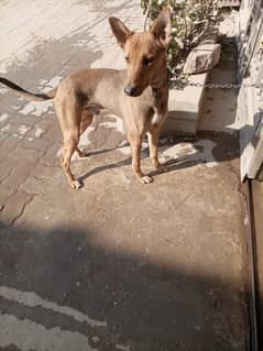 Baghyaari Dog 1 year age