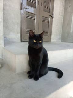 Bombay cat