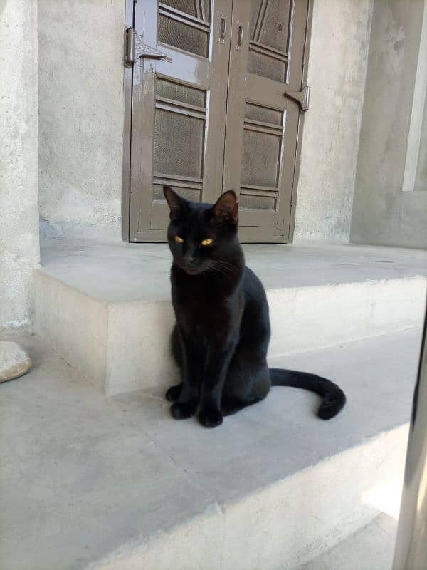 Bombay cat 1