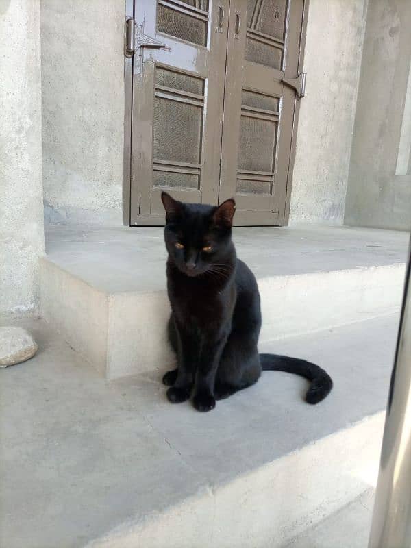 Bombay cat 2