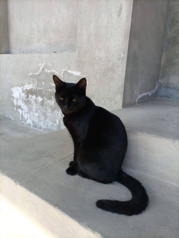 Bombay cat 3