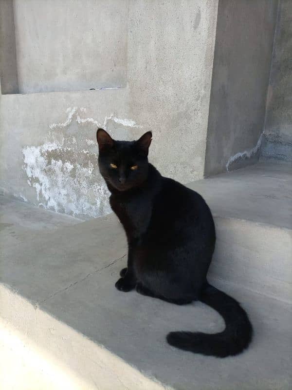 Bombay cat 4