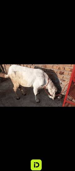 goat bakri dud  wali