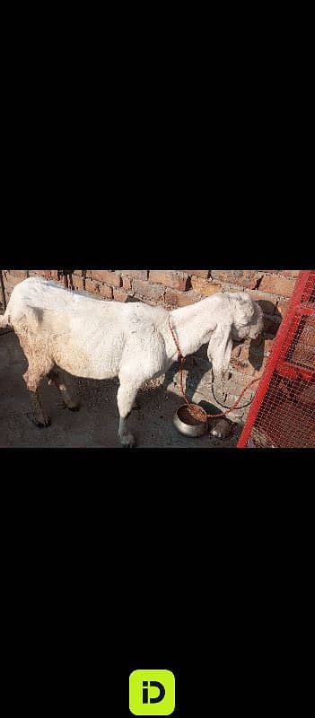 goat bakri dud  wali 1