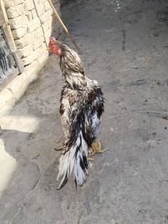 Aseel male for sale