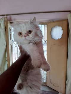 Persian Male Extreme Punch face kitten