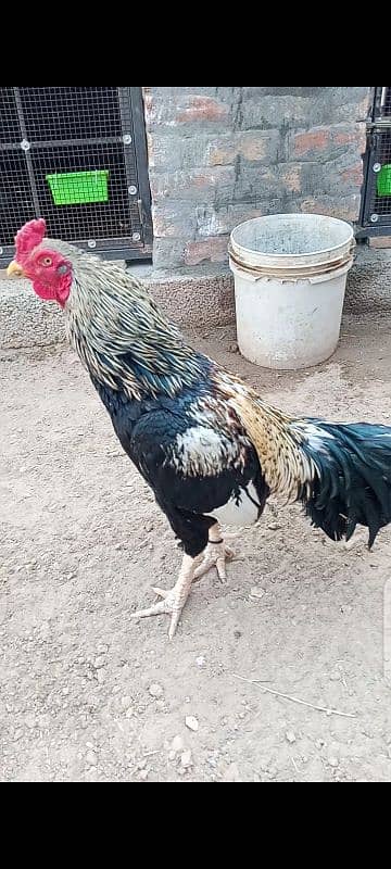 aseel eggs for sale 4