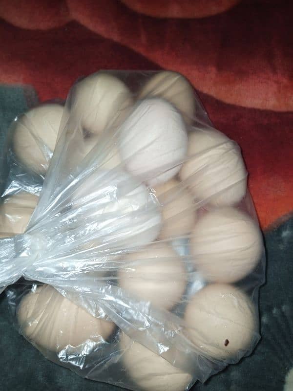 aseel eggs for sale 6