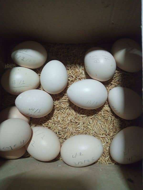 aseel eggs for sale 7