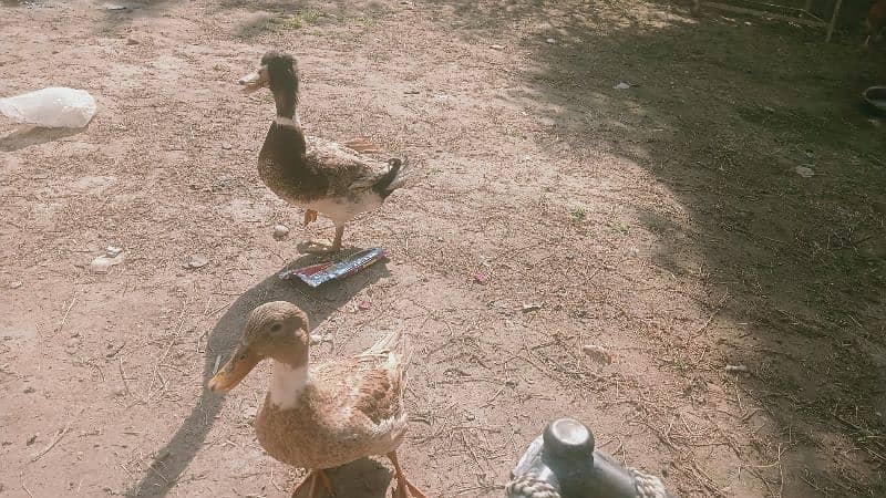 duck pair for sale 0