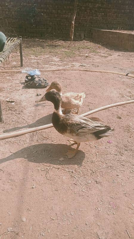 duck pair for sale 1