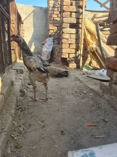 sindhi Aseel hen