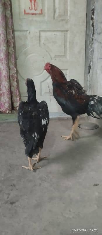 shamo breeder pair for sale 1