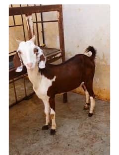 teddy n tapri goats pregnant for sale