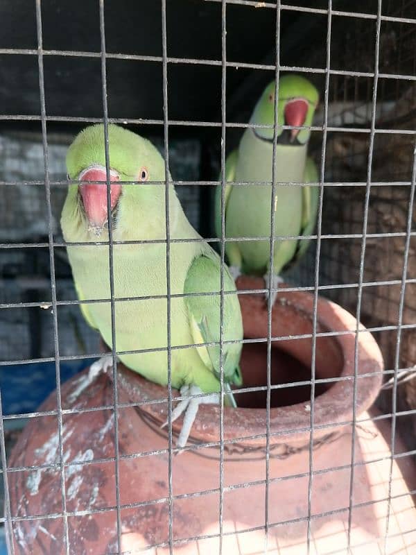 Pair of green parrots with sweet whistling! 0