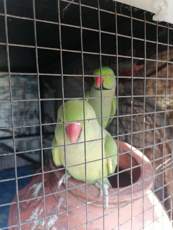 Pair of green parrots with sweet whistling! 1