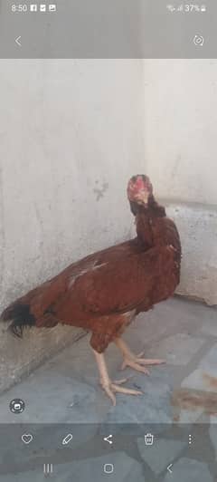 Aseel hen for sale