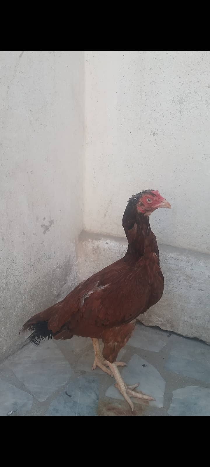 Aseel hen for sale 1