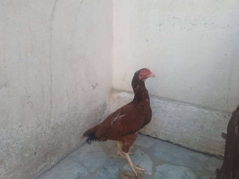 Aseel hen for sale 2