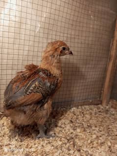 Fancy Rear Breed Americuna blue & green colour eggs & Chiks available