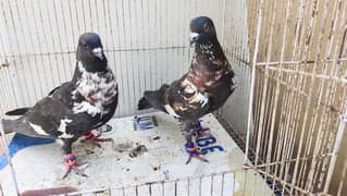 Peshori Kabra or Lalband Ghagra pair pigeon Kabutar kabootar kabotar