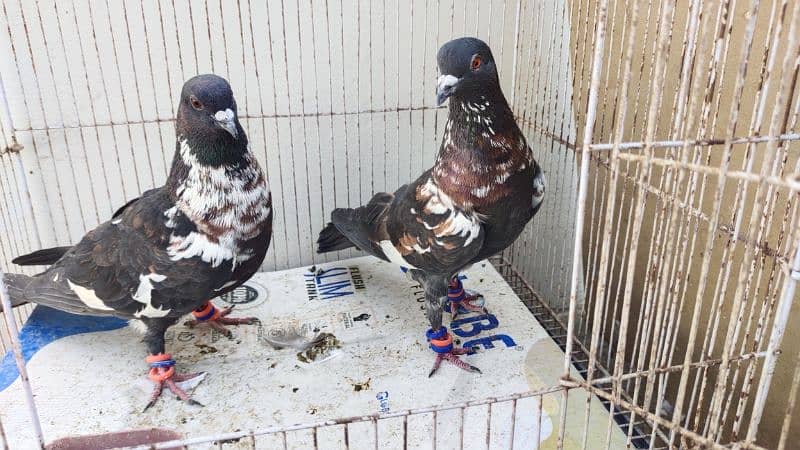 Peshori Kabra or Lalband Ghagra pair pigeon Kabutar kabootar kabotar 0